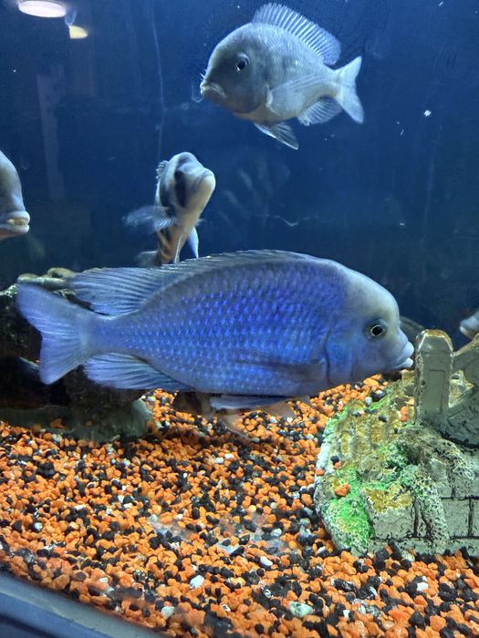 Продам рыб голубой дельфин