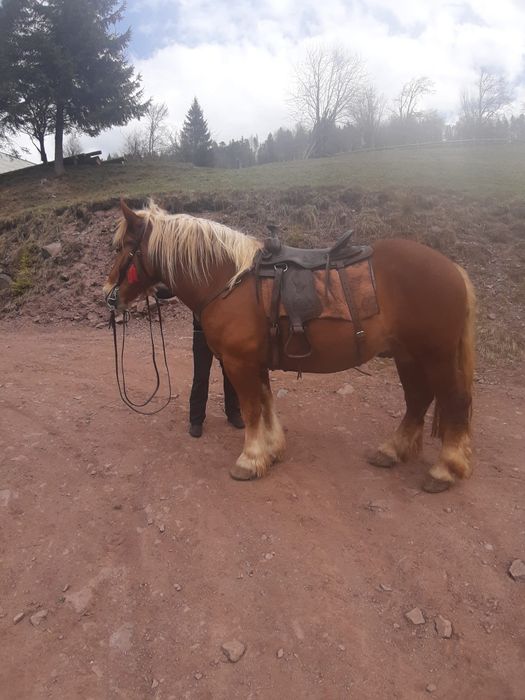 Șauă pentru călărie