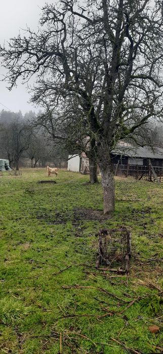 Vând tap frumos ,3 ani ,preferabil pt monta