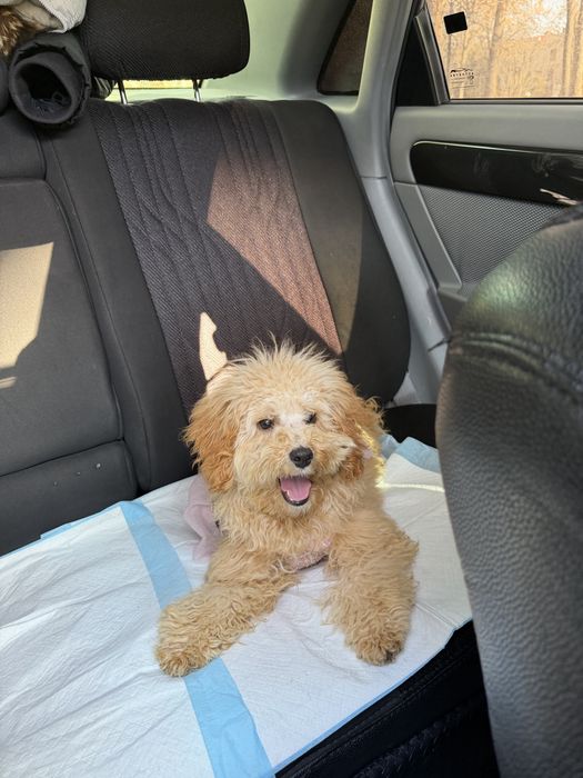 Продажа собак мултипу