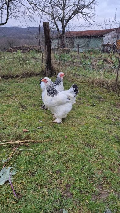 Pasari Brahma Herminat Deschis