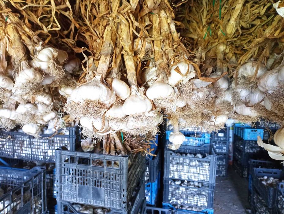 Продавам български чесън за семена и консумация.