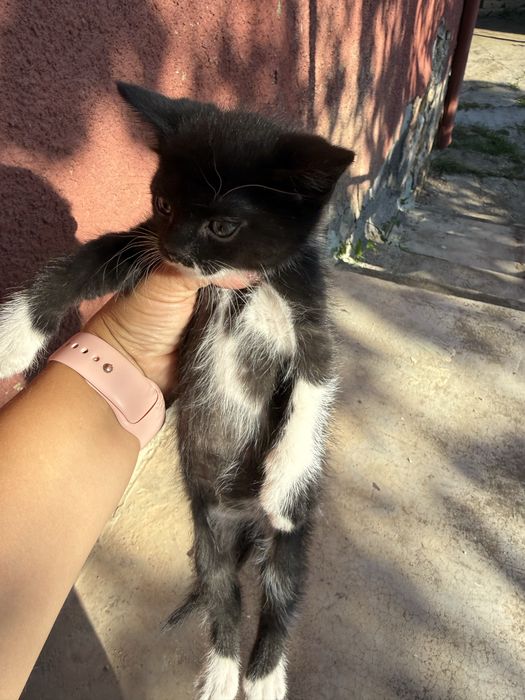 Малки пухкави котенца
