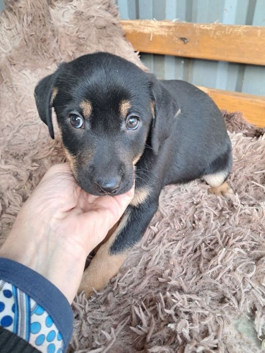 Маленькие щенки в поисках дома ! Ташкент! СРОЧНО!