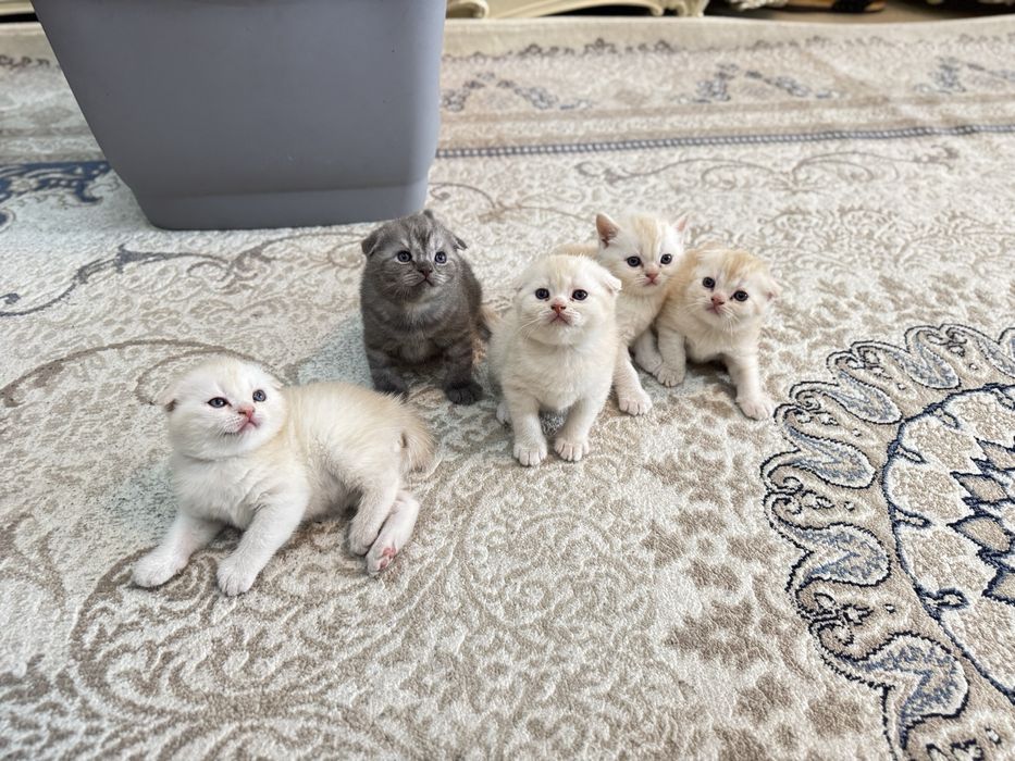 Мушуклар скоттиш фолд