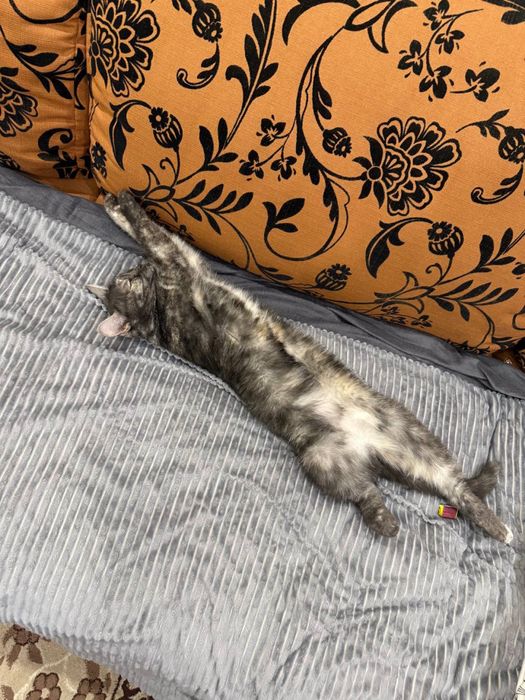 ПРОПАЛА КОШКА по кличке Буся