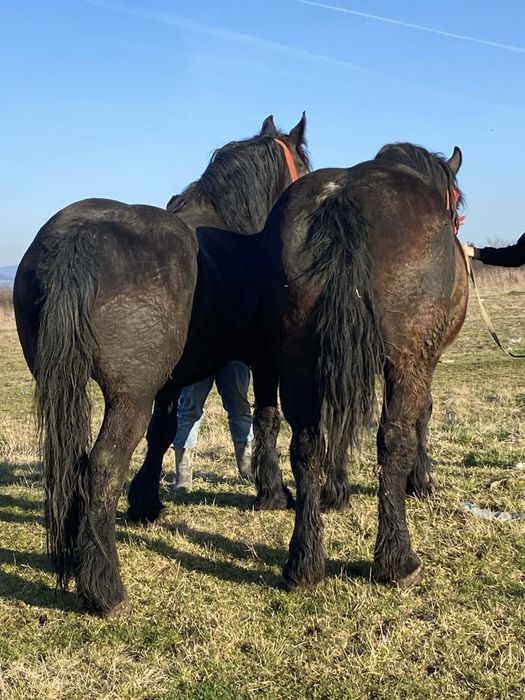 Vând mânze de 3 ani