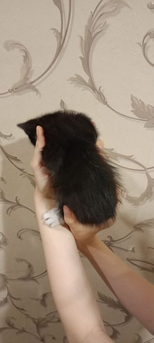 Котята бесплатно