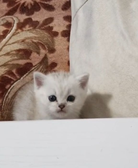 Продам котёнка Британский вискас