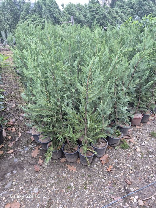 Plante ornamentale tuia