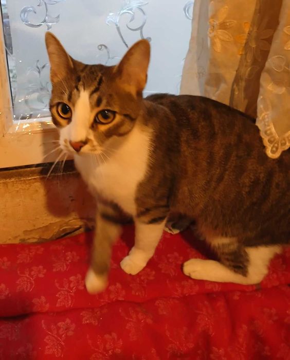 Adoptie motan castrat Petrica