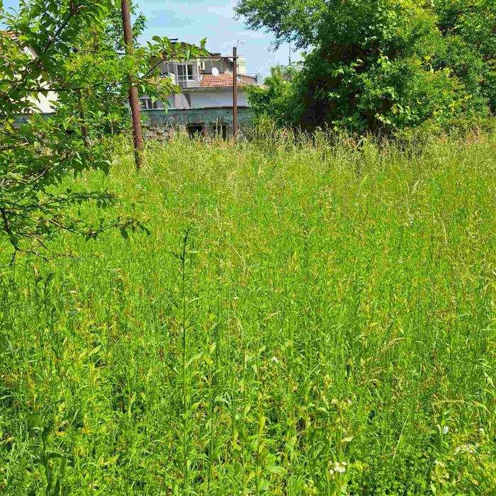 Поддръжка и почистване на зелени площи/Косене на трева