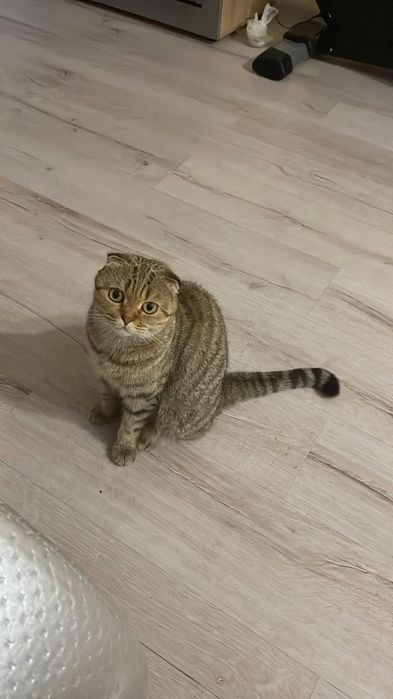 Передержка кошек и котов