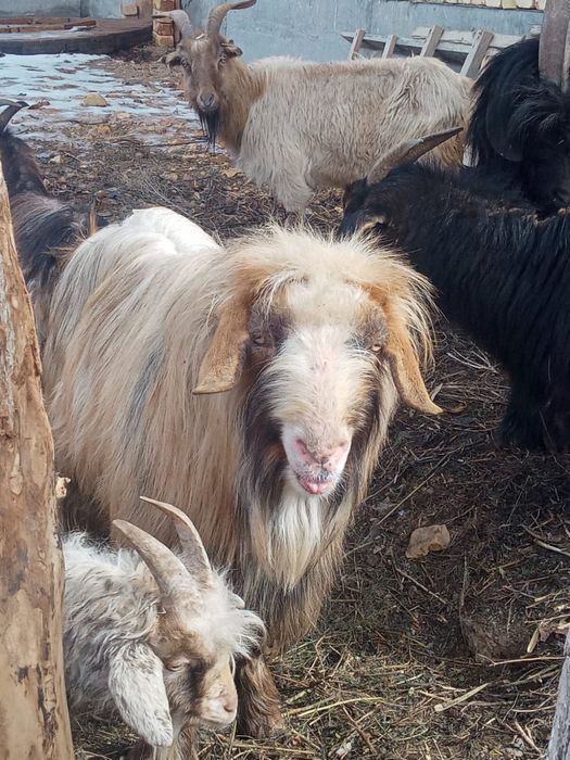 Сатылымда Текелер бар  ақ,қара