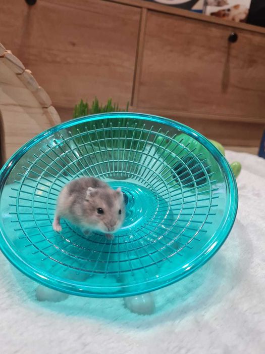 Джунгарские хомяки.Хомячки.