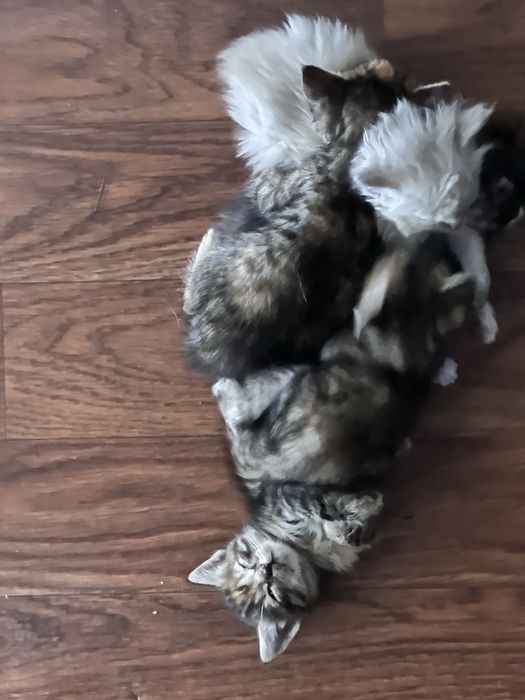 Котята 3 мальчика 2 девочки
