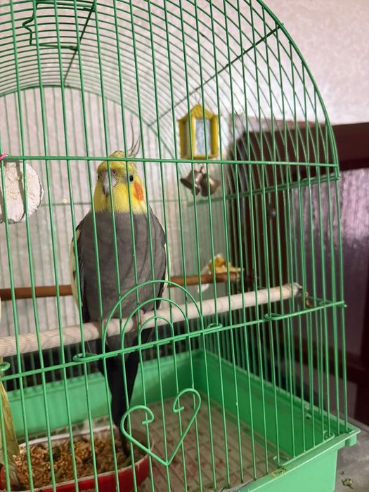 Попугай корелла продам