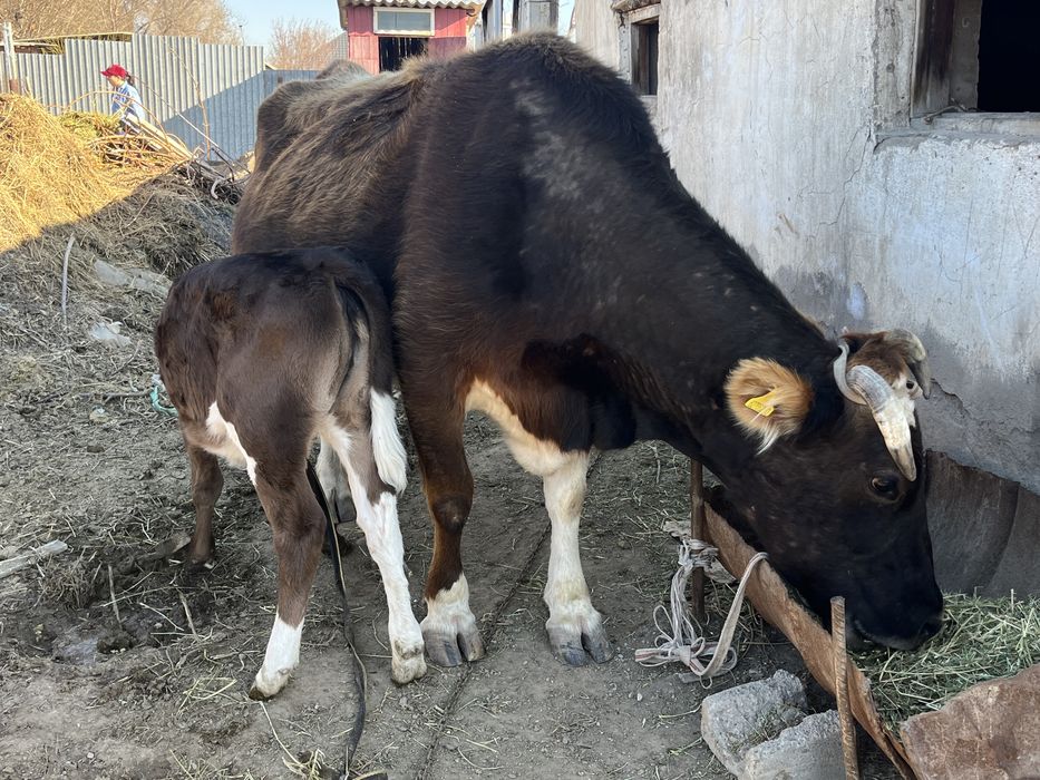 Корова стельная, 7 отёлов