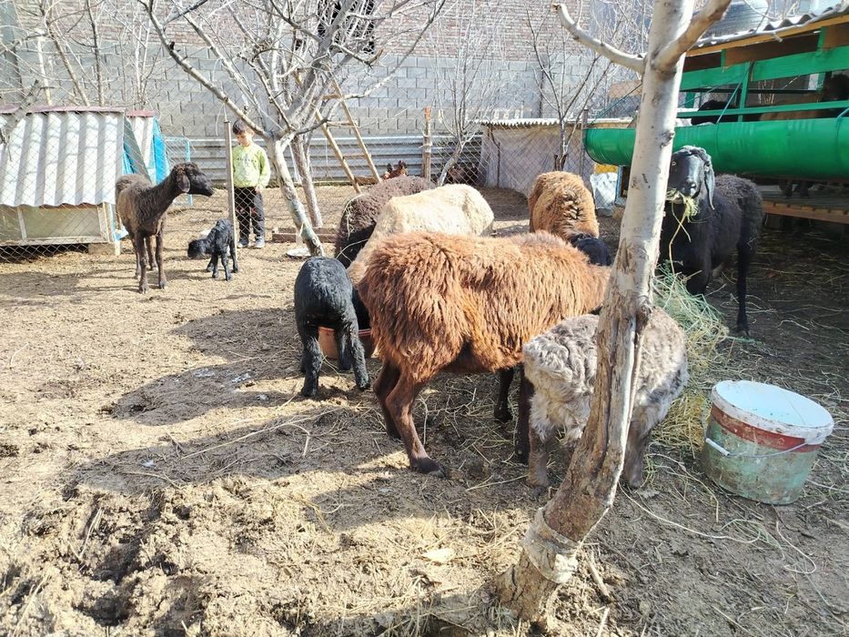 Қозылы қойлар сатылады