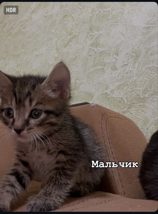 Отдам котят в добрые руки
