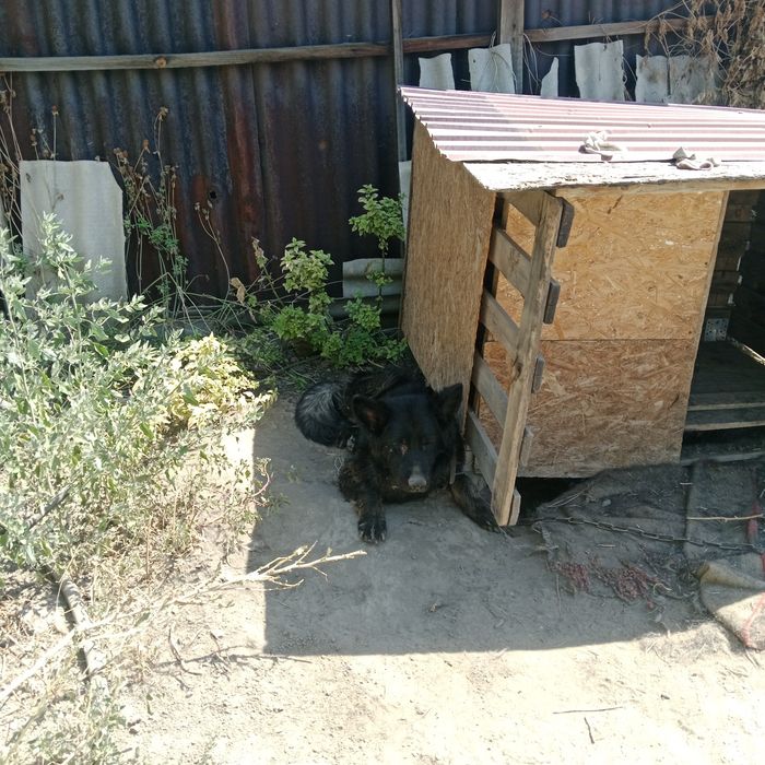 Отдам овчарку в добрые руки