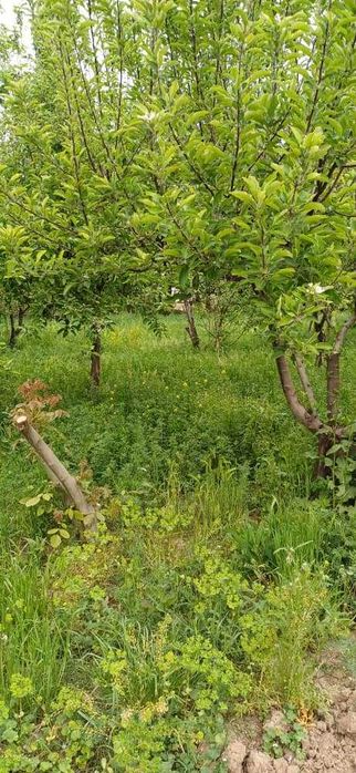 Срочно продаётся участок! Srochno uchastka sotiladi!