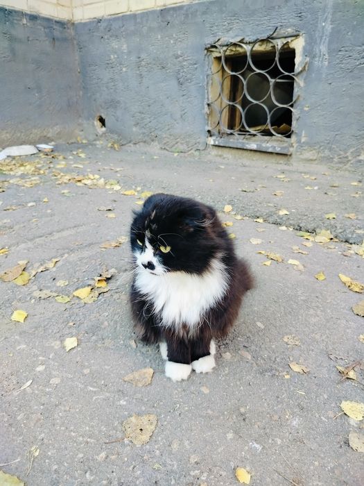 Очень красивый шотландец