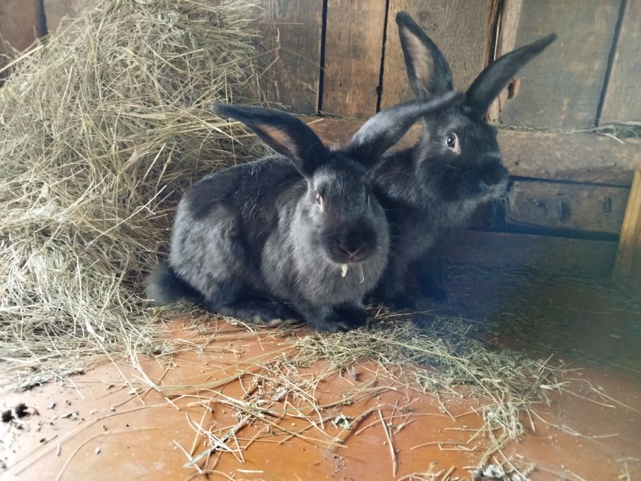 Кролик молодняк мальчик