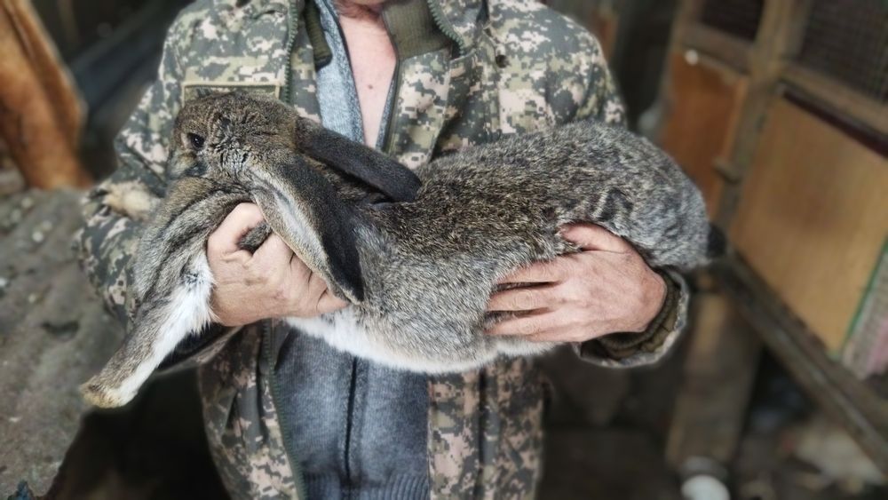 Кролики и кролихи