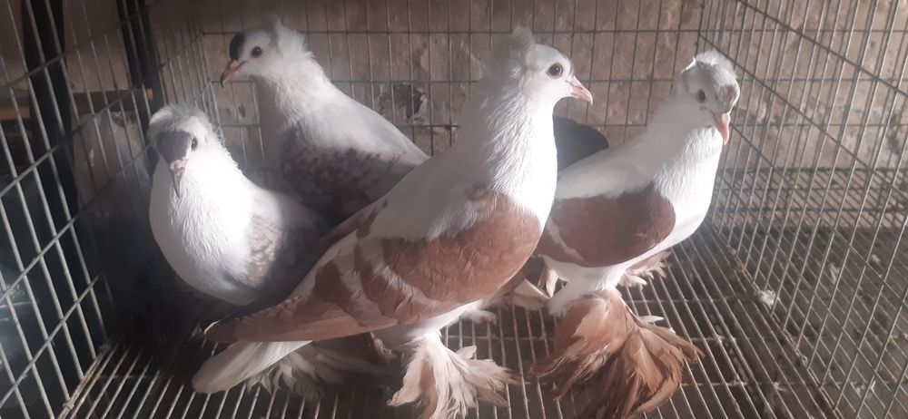 De vanzare Randunele de Saxonia