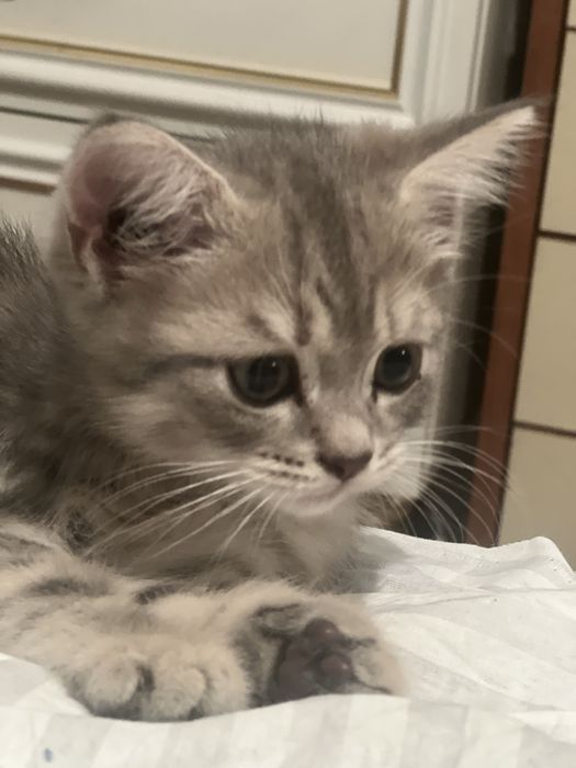 Британская порода