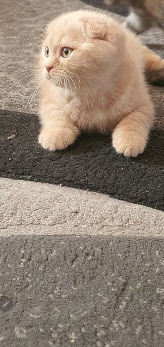 Скотиш фолд девочка