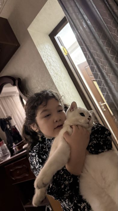 Scottish Straight (Silver Chinchilla) o’g’il mushuk sotiladi. 9 oylik