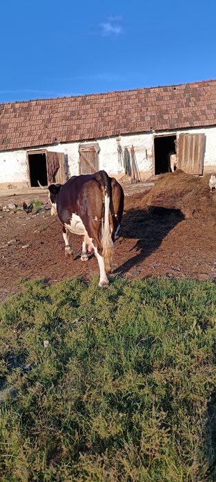 Se vinde vacă cu vițel