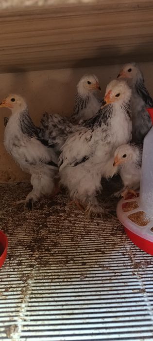 Pui Brahma HD ..