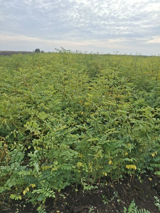 Puieți Salcâm,Ulm,Gladita