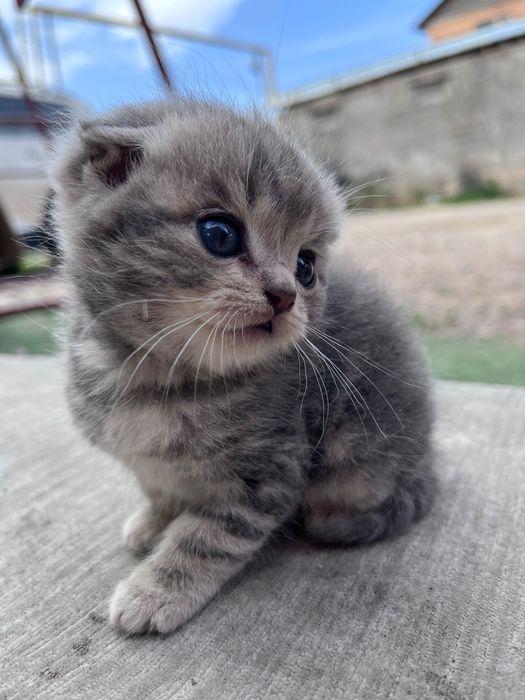 котенок шотландец