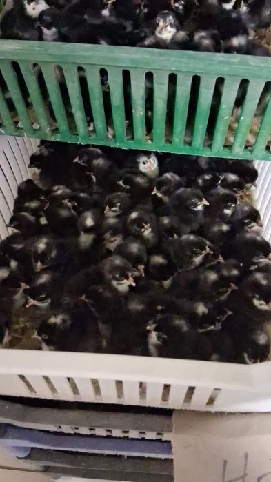 Pui de o zi în cantități mari