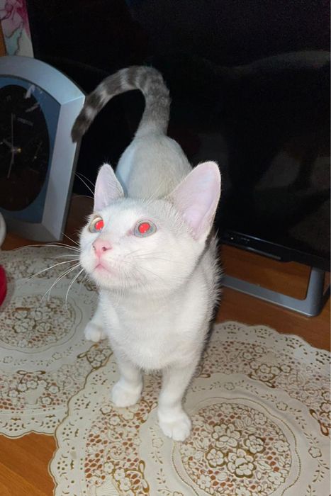 Отдам даром котенка мальчика