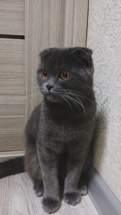 вязка кота, не продается