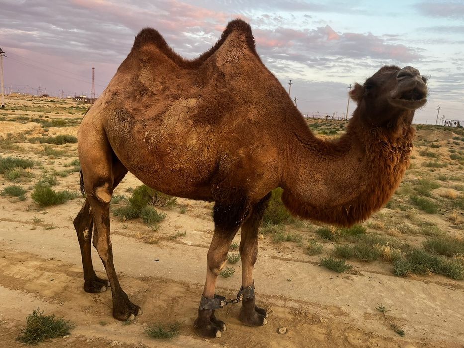 Осы інген түйелер сатылады