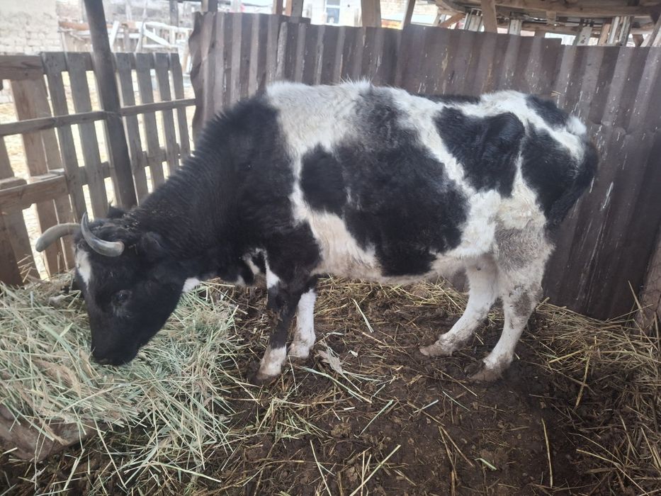 Семиз сиыр сатылады