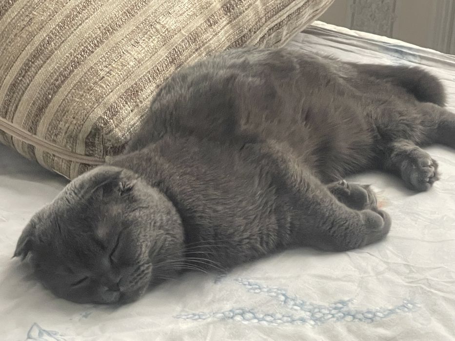 вязка кота вислоух!