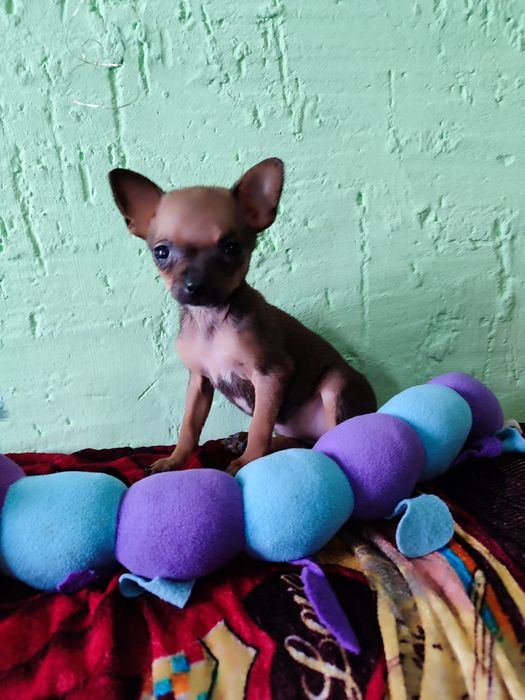 Девочка мини той терьер