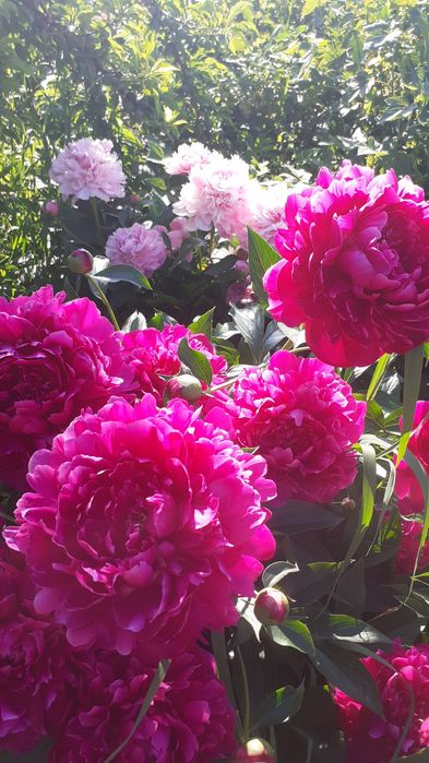 Цветы многолетнее