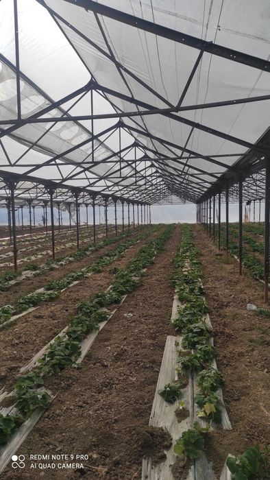 Жылыжай (теплица парник)