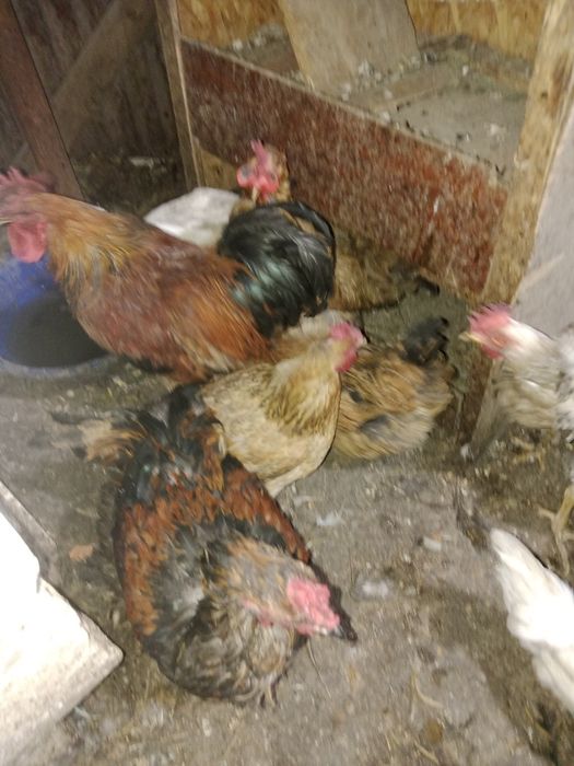 Продам домашние кури