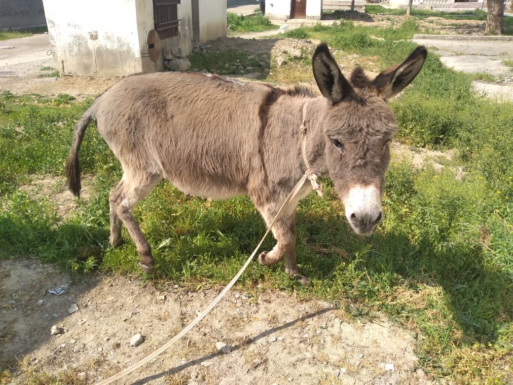 Eshak отзывы. Эшак Арава. Ishak Arava legenda. Eshak Arava qadimiy. Eshak Arava rasmlari.