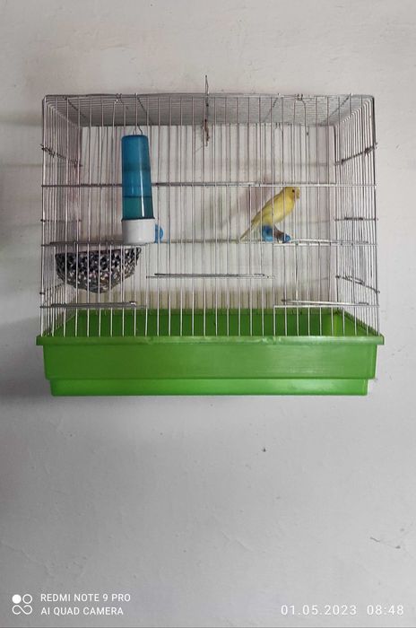 Канарейки красно дерево