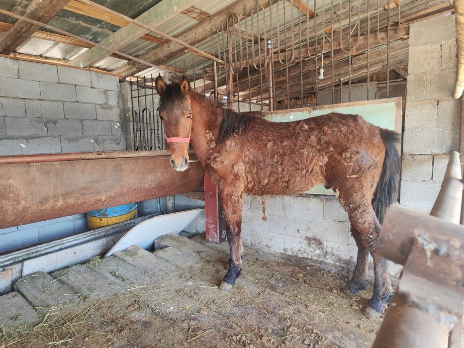 Семіз жабағы сатамын